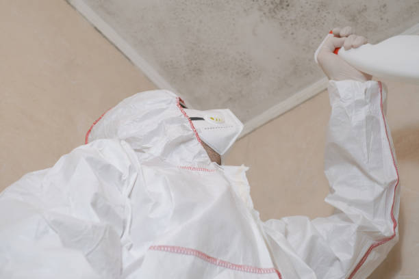 Best Attic Mold Remediation in Bayport, NY